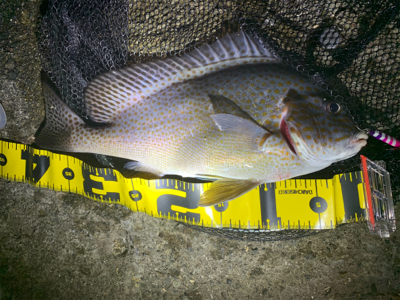 強い引きーーー！！！おい！おい！まじか！？