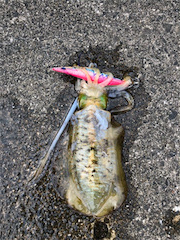 あきらめムードから一転❗️新子連発?❗️❗️