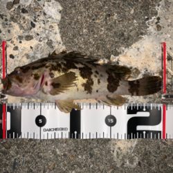 アジングのつもりが…