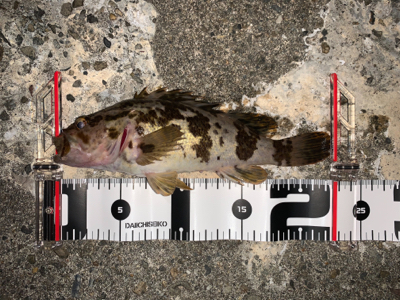 アジングのつもりが…