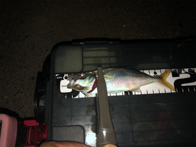 渋かった( ゚д゚)