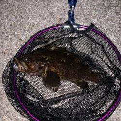 マシな、タケノコメバル！