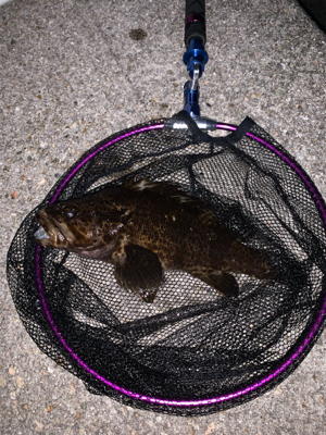 マシな、タケノコメバル！