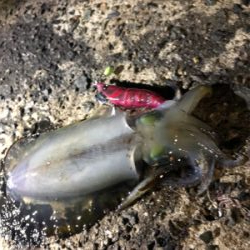 数がでない。。