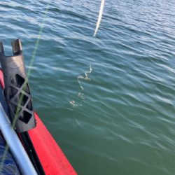 カヤックフィッシングで凶暴なダツ！！