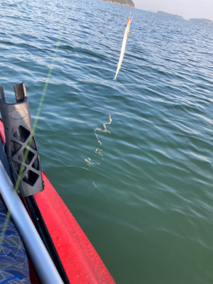 カヤックフィッシングで凶暴なダツ！！