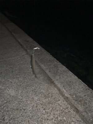 少しサイズが良くなってきた？