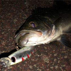 初場所のシーバスゲーム