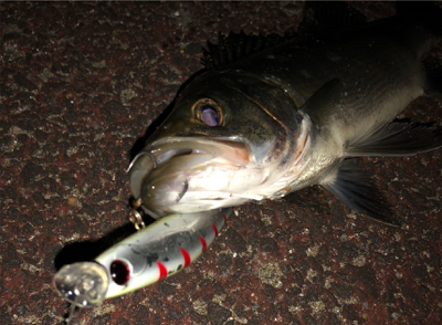 初場所のシーバスゲーム