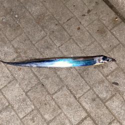 初めて釣れたポン