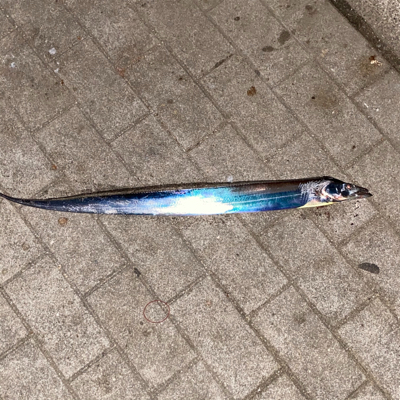 初めて釣れたポン