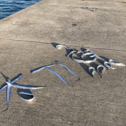 サークル活動 タチウオ