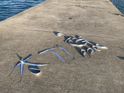 サークル活動 タチウオ