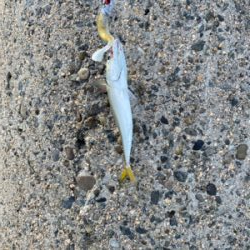 ジャークソニックでサバ