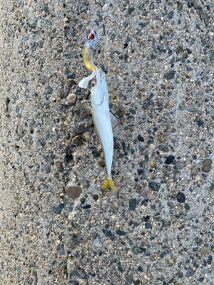 ジャークソニックでサバ