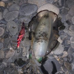 初サーフエギング