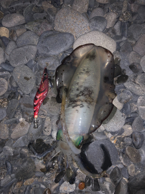 初サーフエギング