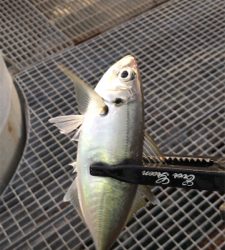 開始から11時間後に!!