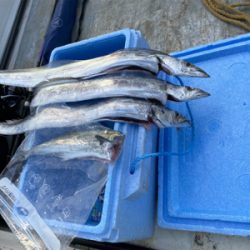 テンヤは釣れるね