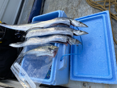 テンヤは釣れるね