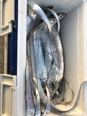 サーベルさんウジャウジャ