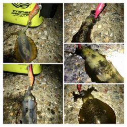 久しぶりの数釣りエギング\(^o^)/