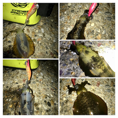 久しぶりの数釣りエギング\(^o^)/