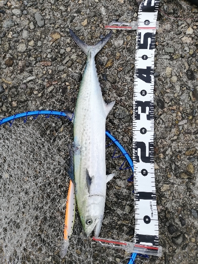 青物、エギング遠征