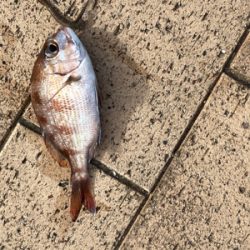サビキ釣り・天秤釣り