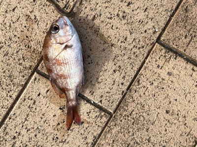 サビキ釣り・天秤釣り