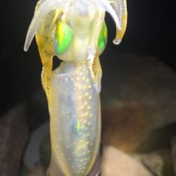 ゲキ渋エギング