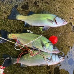 今季初の朝マズメの平スズキ!!