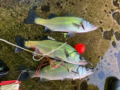 今季初の朝マズメの平スズキ！！