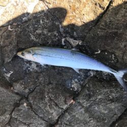 ショアジギング