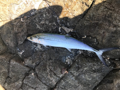 ショアジギング