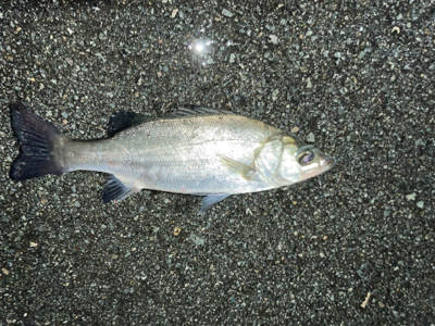 雨の中ナイトシーバスにて