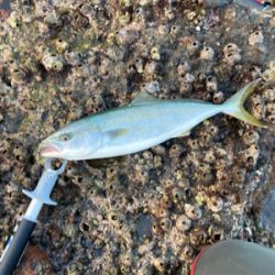 爆風の朝マズメにブリと平スズキ釣果！！