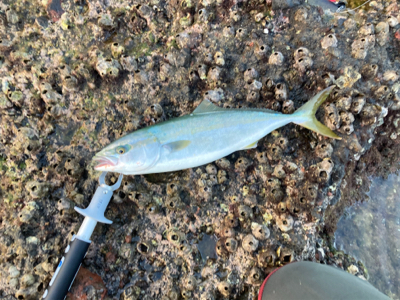 爆風の朝マズメにブリと平スズキ釣果！！