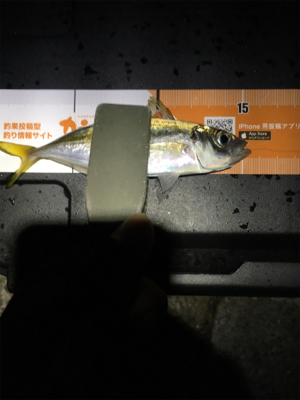 台風一過のアジング