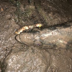 最後は有明ターポンで締め