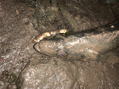 最後は有明ターポンで締め