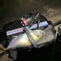 台風後のアジング