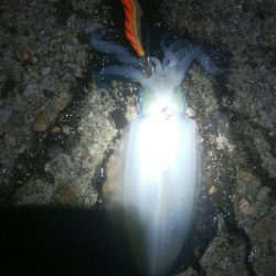 障泥烏賊連チャンで5杯！