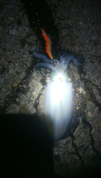 障泥烏賊連チャンで5杯！