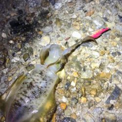 台風通過でのエギング調査(^.^)