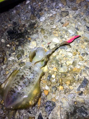 台風通過でのエギング調査(^.^)