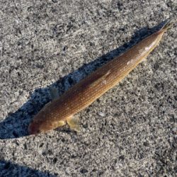 ベイトはいたけど、、。