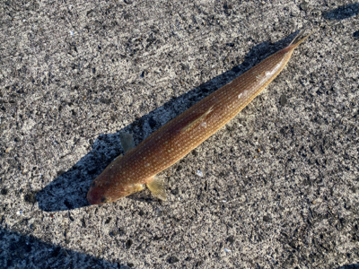 ベイトはいたけど、、。