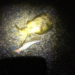 アオリちゃんが食べたくて