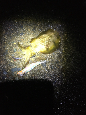 アオリちゃんが食べたくて